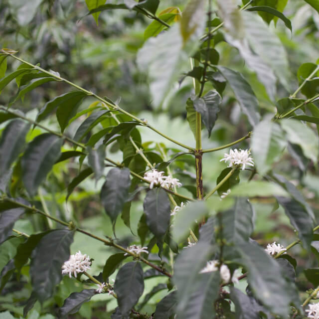 【Guatemala】Chimalatenango La Merced Washed【200g】