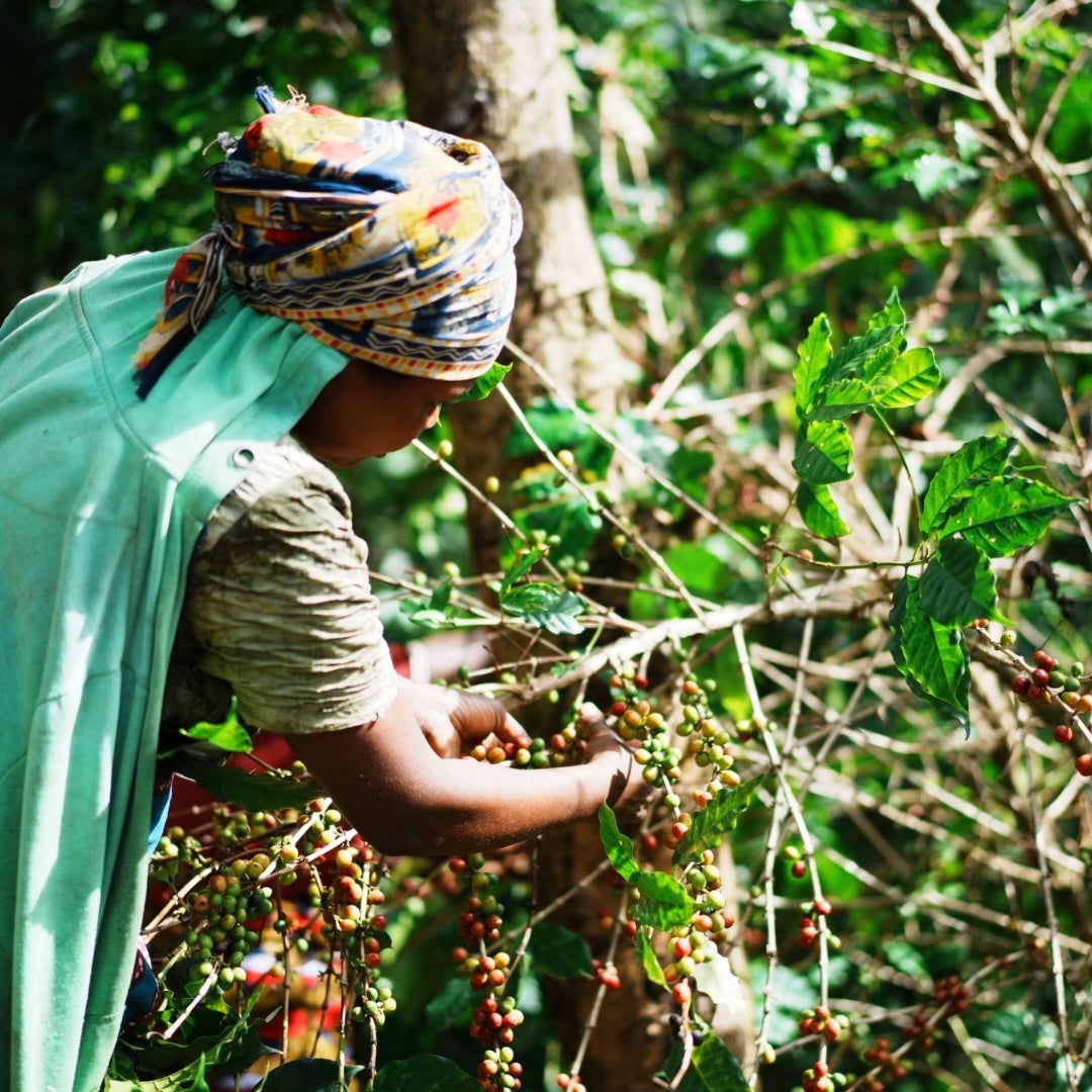 【Rwanda】Huye Mountain Coffee David Famiry Washed【200g】