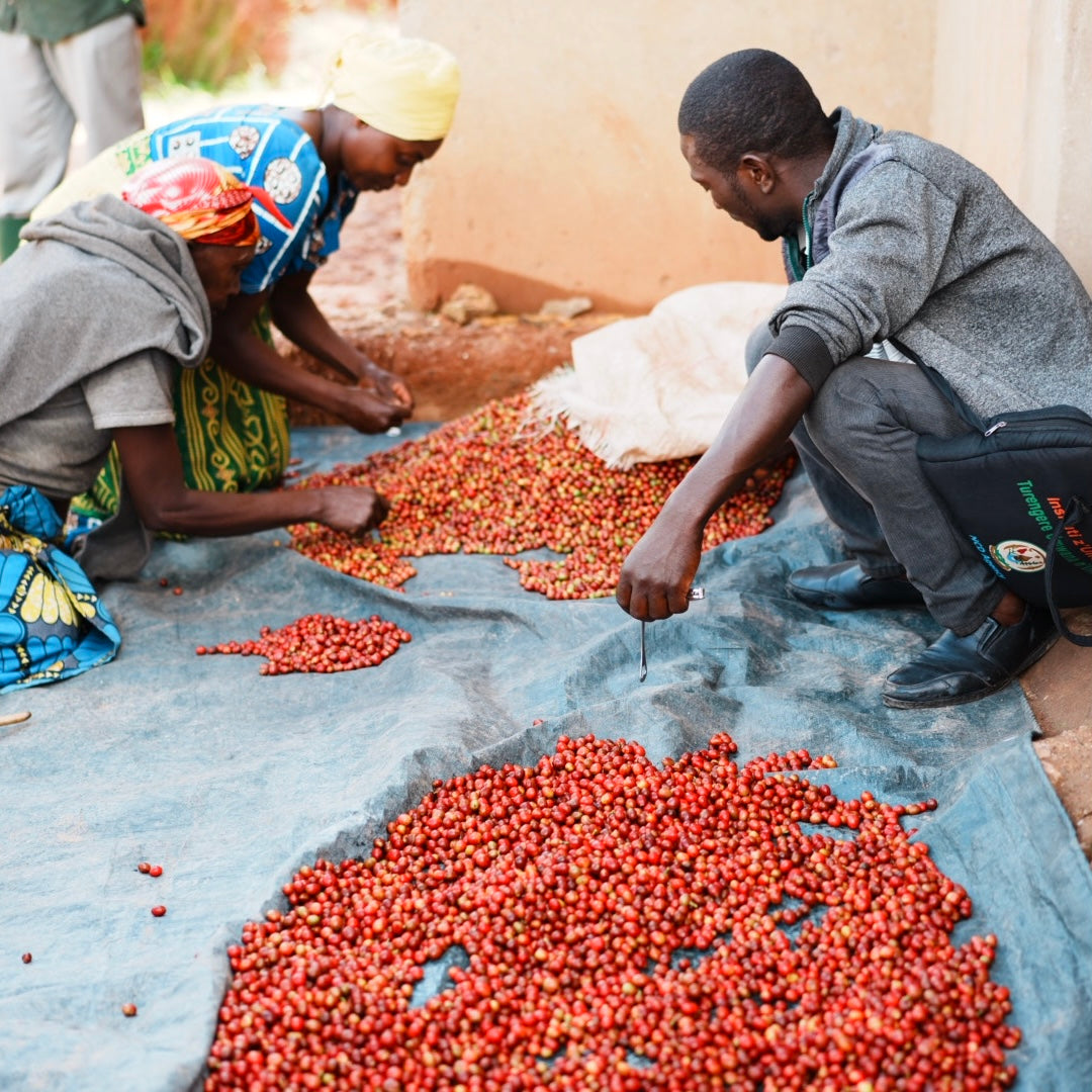 【Rwanda】Huye Mountain Coffee David Famiry Washed【200g】