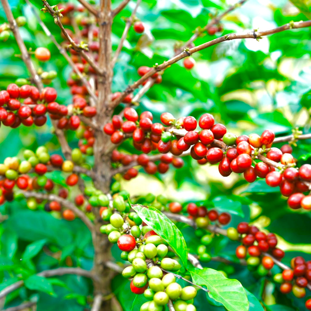 【Rwanda】Huye Mountain Coffee David Famiry Washed【200g】