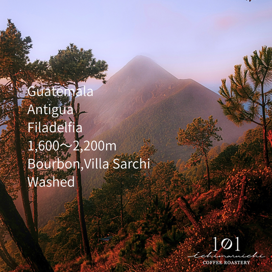 【Guatemala】Antigua Filadelfia Washed【200g】