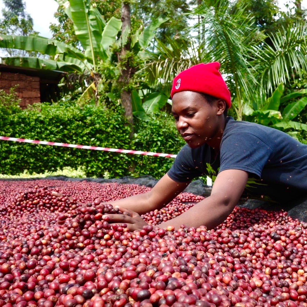 【Rwanda】Huye Mountain Coffee David Famiry Washed【200g】