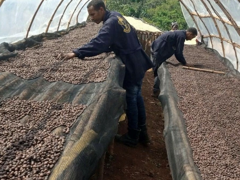 【Ethiopia】Yirgacheffe Gedeb Chelbesa G1 Natural 【200g】