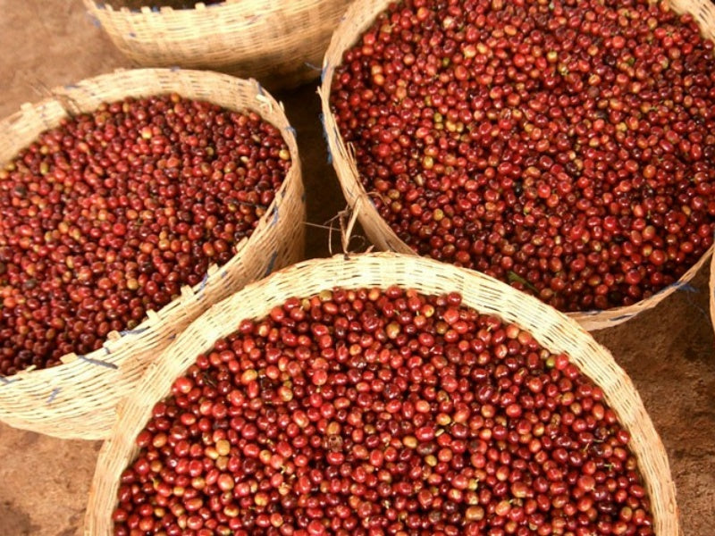 【Ethiopia】Yirgacheffe Chelbesa Natural 【200g】