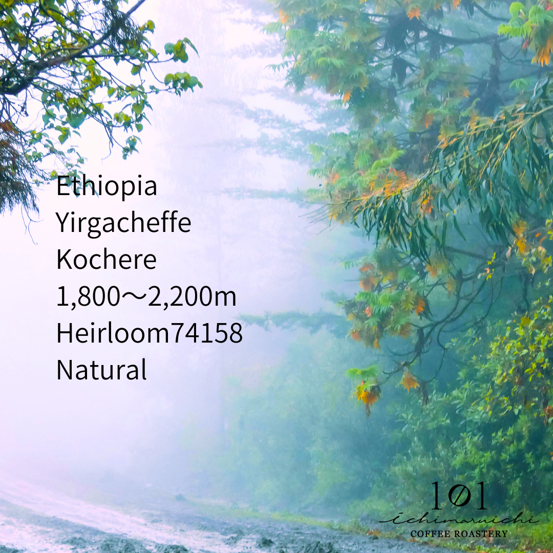 【Ethiopia】Yirgacheffe Kochere Jemal Abdela Natural 【200g】