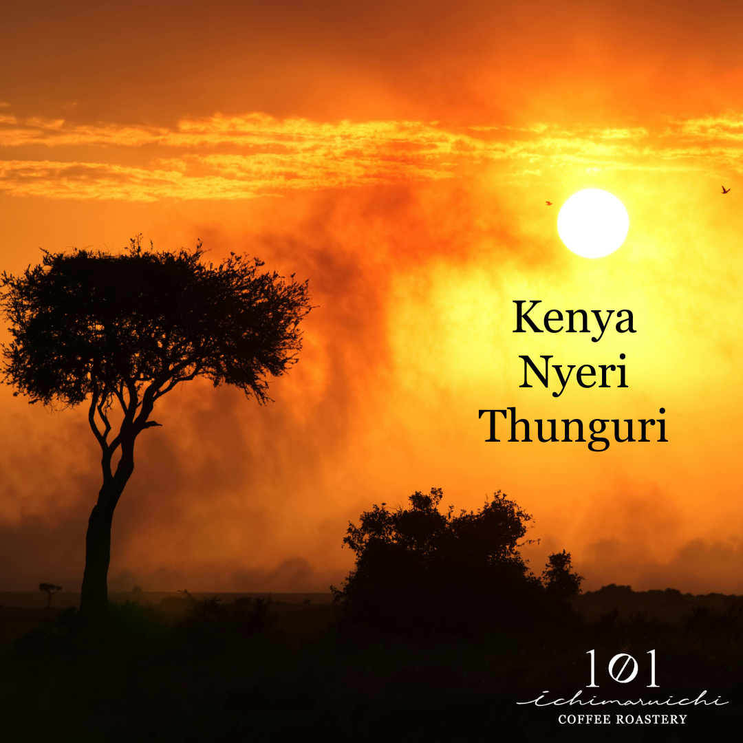 【Kenya】Nyeri Thunguri AB Washed 【200g】